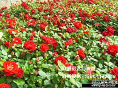 [城市绿化]-丰花月季