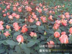 红吉利_辽阳月季花