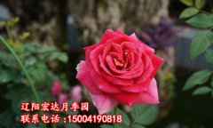 古龙_辽阳月季花