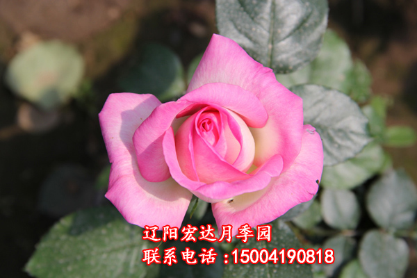 爱丽月季花