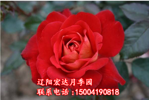 梅郎随想曲_辽阳月季花