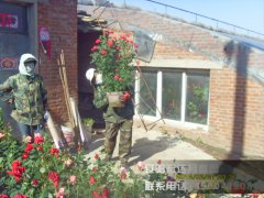 月季花圃_辽阳月季花