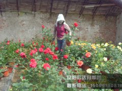 员工1_辽阳月季花