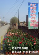 宏达月季园_辽阳月季花
