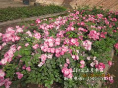 藤本月季