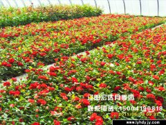 [城市绿化]-丰花月季