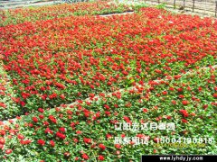 [城市绿化]-丰花月季
