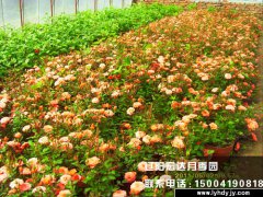 [城市绿化]-丰花月季