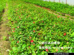 [城市绿化]-丰花月季
