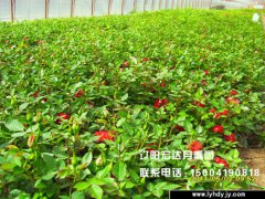 [城市绿化]-丰花月季