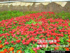 [城市绿化]-丰花月季