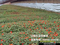 月季种苗大棚