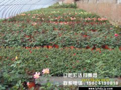 大花观赏月季大棚