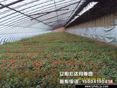 月季种苗大棚1