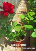 维克多雨果_辽阳月季花