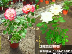 大花观赏月季1