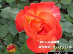 【大花观赏月季】--希望