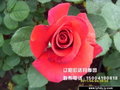 【大花观赏月季】--维克多·雨果