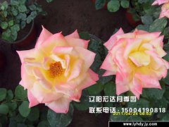 【大花观赏月季】--荣光