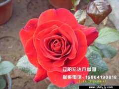 【大花观赏月季】--梅朗随想曲