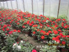 丰花盆栽月季-红海潮1