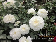 丰花盆栽月季-白梅朗