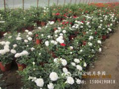 丰花盆栽月季-白梅朗1