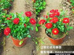 丰花盆栽月季