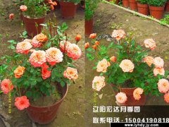 丰花盆栽月季1