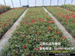 钻石玫瑰