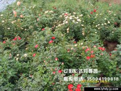 藤本月季3