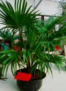 小型绿植组合盆栽1