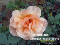 【大花观赏月季】--杰·乔伊