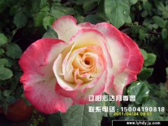 【大花观赏月季】--红双喜