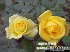 【大花观赏月季】--法尔茨黄金