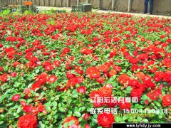[城市绿化]-丰花月季2