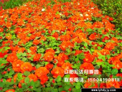 [城市绿化]-丰花月季3