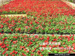 [城市绿化]-丰花月季5
