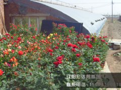 大盆2_辽阳月季花