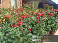 大盆1_辽阳月季花