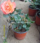 伏督教_辽阳月季花
