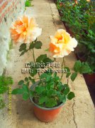 杰乔伊_辽阳月季花