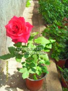 月亮女神_辽阳月季花