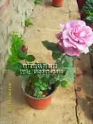 蓝河_辽阳月季花