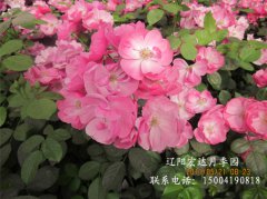 藤本月季-小苗1