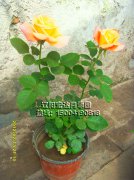 荣光_辽阳月季花1
