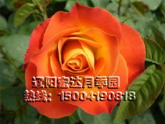阿林卡_辽阳月季花