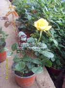 法尔茨黄金_辽阳月季花