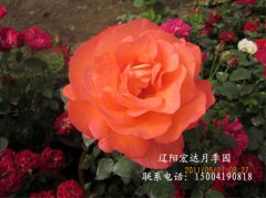 园内新品