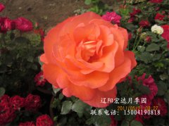 【大花观赏月季】-日冕